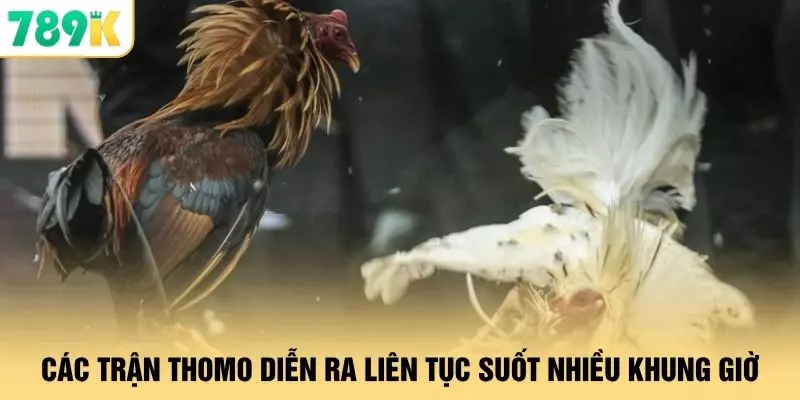 Đá Gà - 24 Giờ Tranh Tài Kịch Tính Tại Địa Chỉ 789K 2 Các trận Thomo diễn ra liên tục suốt nhiều khung giờ